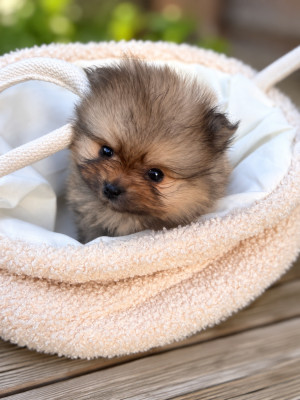 Les chiots de Spitz allemand