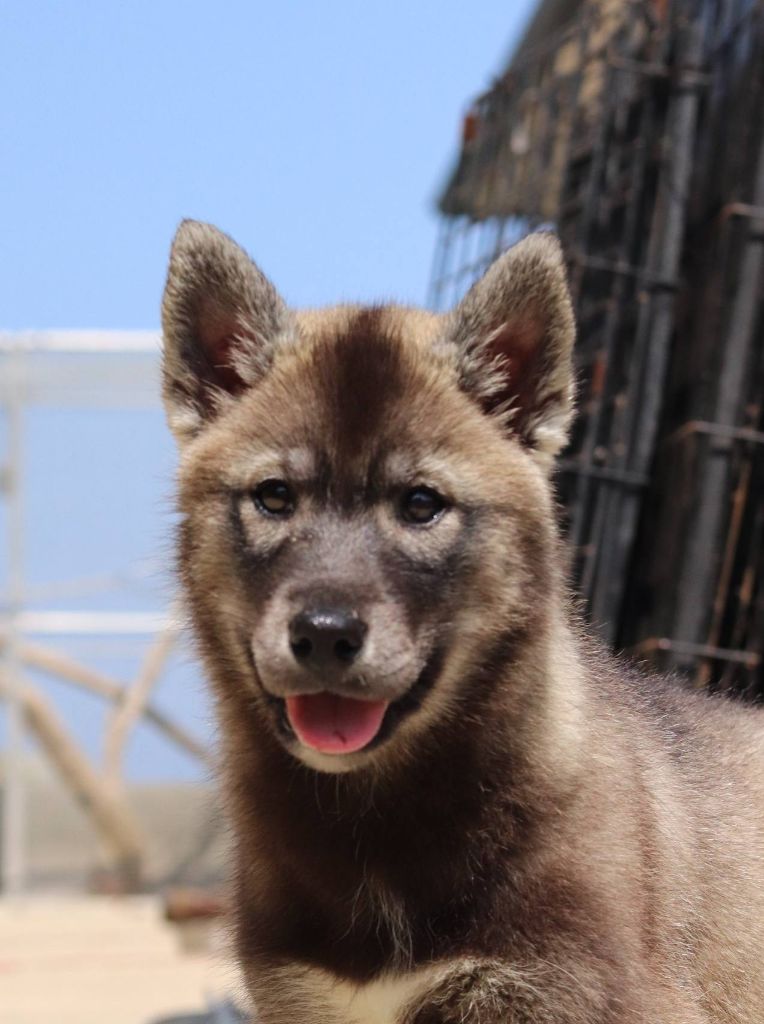 Publication : Lupu Di Castagniccia Auteur : Lupu Di Castagniccia