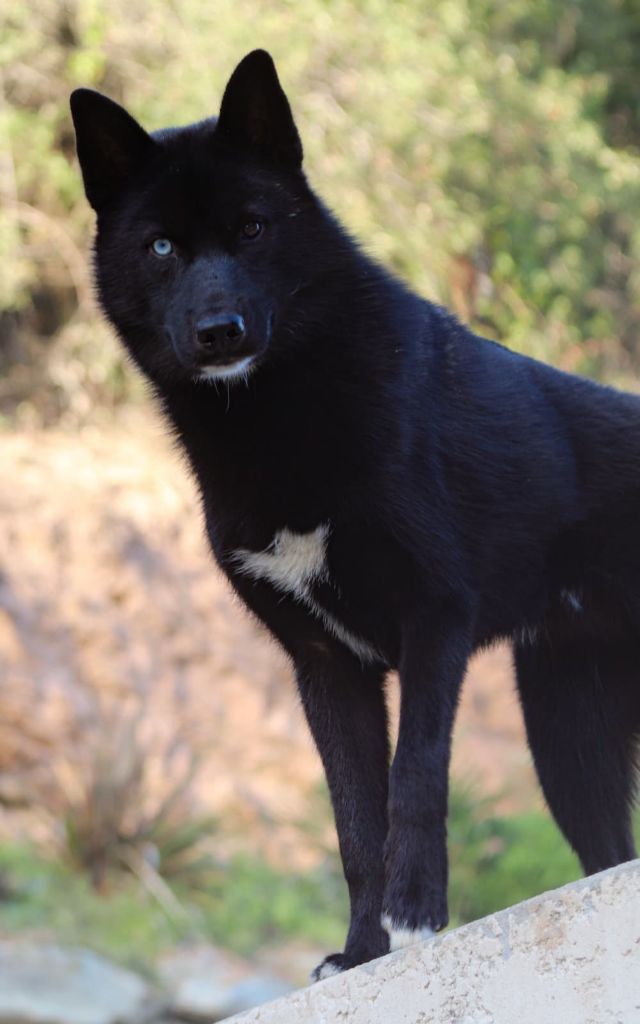 All i wanted black pearl Lupu Di Castagniccia