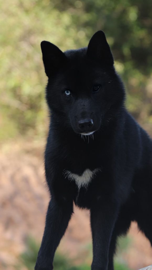 All i wanted black pearl Lupu Di Castagniccia