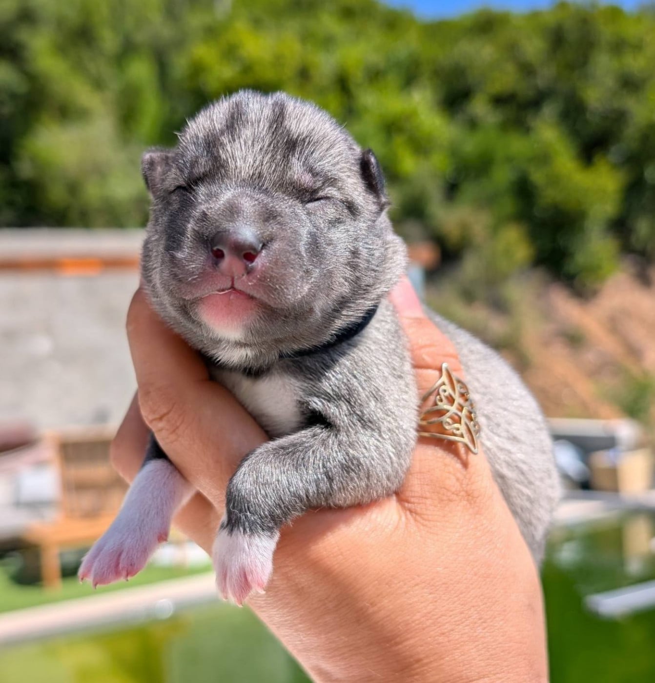 Mâle collier noir - Siberian Husky