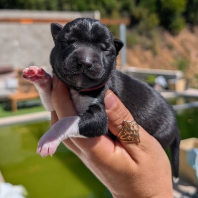 Les chiots de Siberian Husky