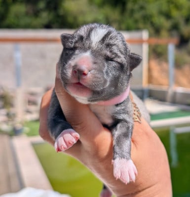 Les chiots de Siberian Husky