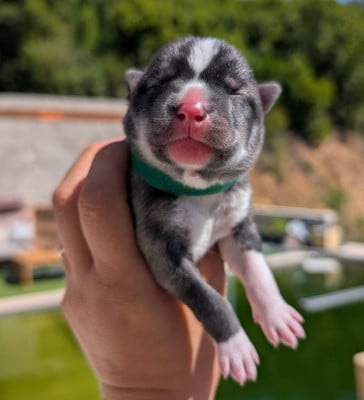 Les chiots de Siberian Husky