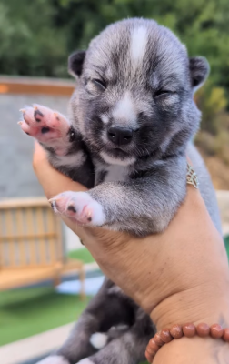 Les chiots de Siberian Husky