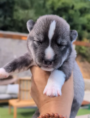 Les chiots de Siberian Husky