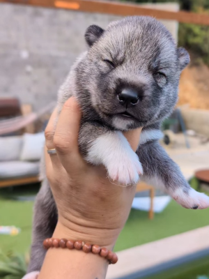 Les chiots de Siberian Husky