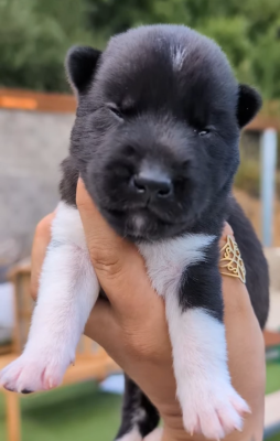 Les chiots de Siberian Husky