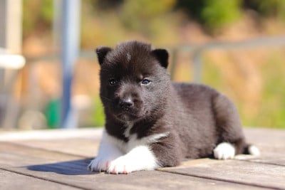 Les chiots de Siberian Husky