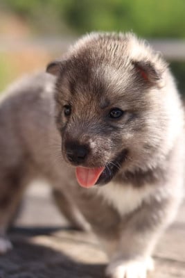 Les chiots de Siberian Husky