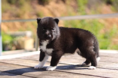 Les chiots de Siberian Husky
