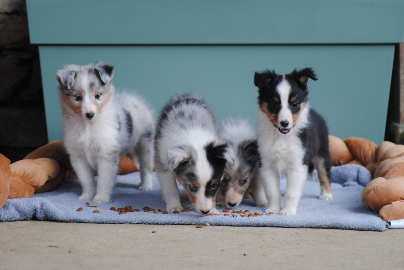 Shetland Sheepdog - Du Souvenir De Boujeeny