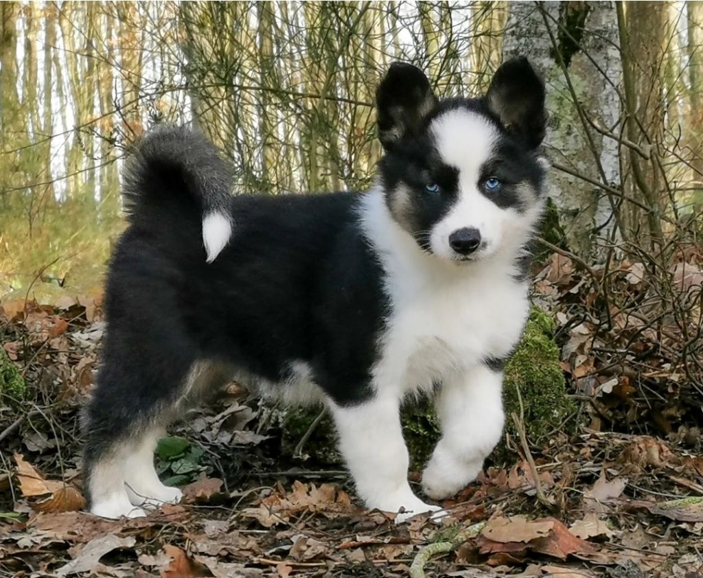 Tireless bright Nikko - Laika de iakoutie