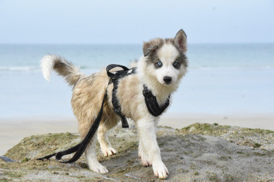 Les chiots de Laika de iakoutie