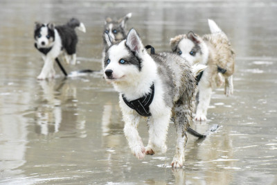 Les chiots de Laika de iakoutie