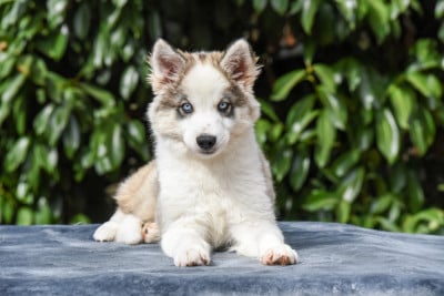 Les chiots de Laika de iakoutie