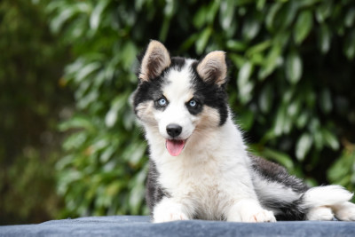 Les chiots de Laika de iakoutie