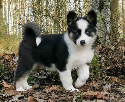 Tireless bright Nikko  - Laika de iakoutie