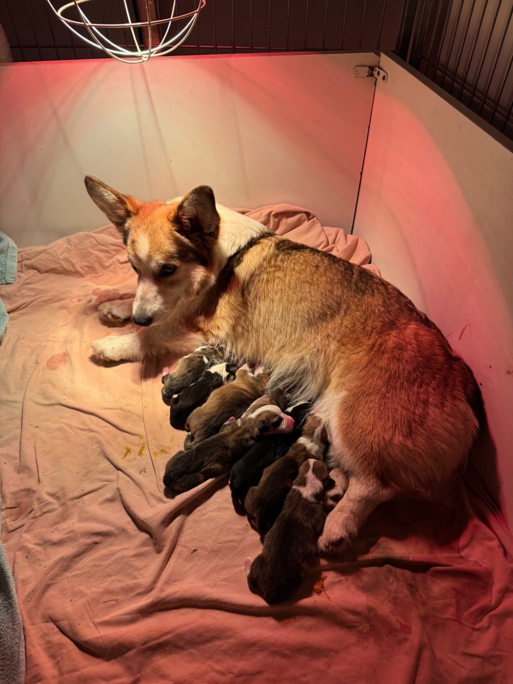 CHIOT 1 - Welsh Corgi Pembroke