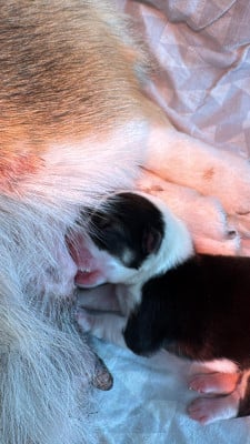 Les chiots de Welsh Corgi Pembroke