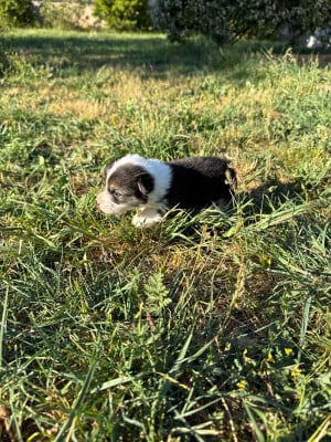 Les chiots de Welsh Corgi Pembroke