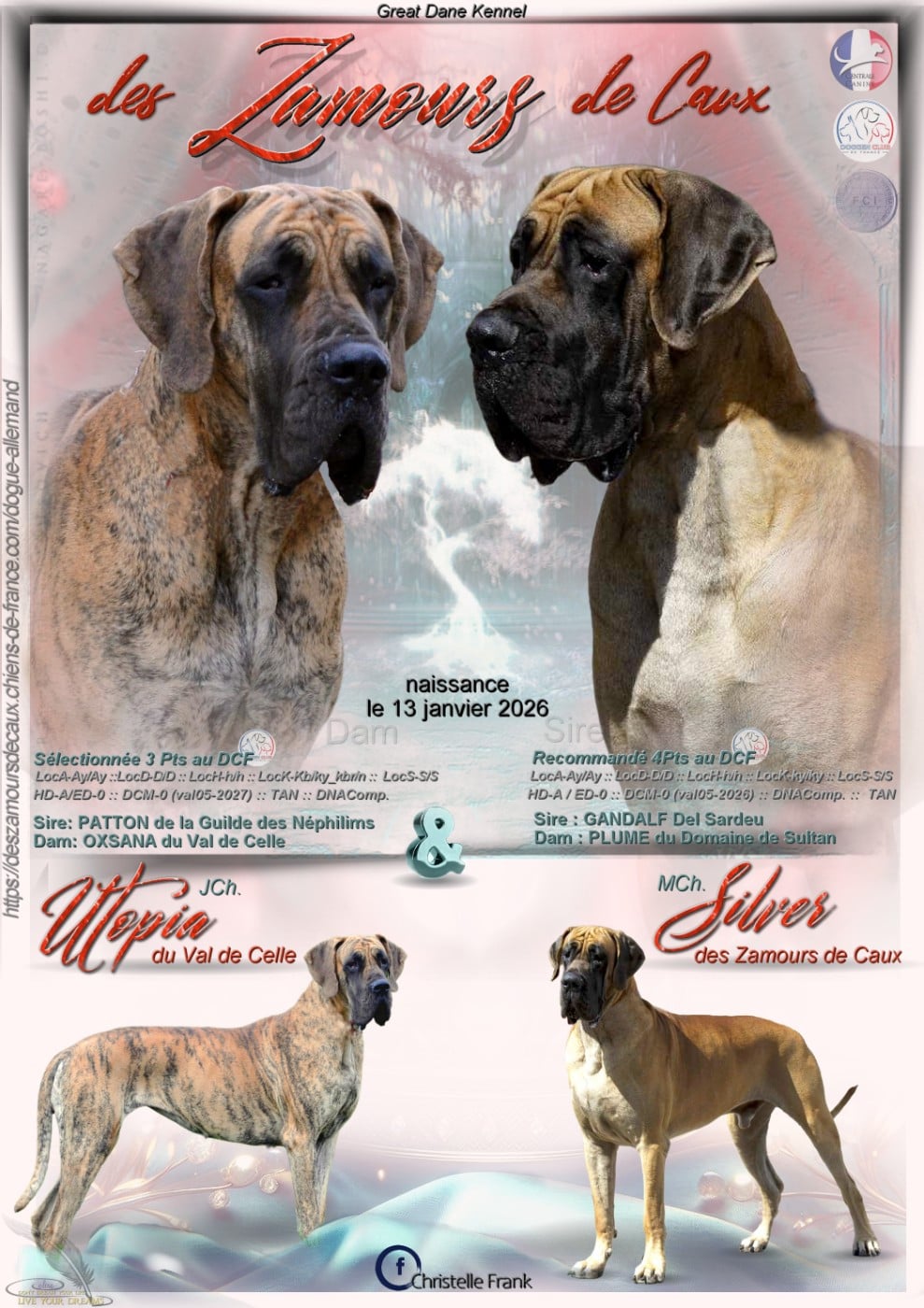 Dogue allemand - Des Zamours De Caux