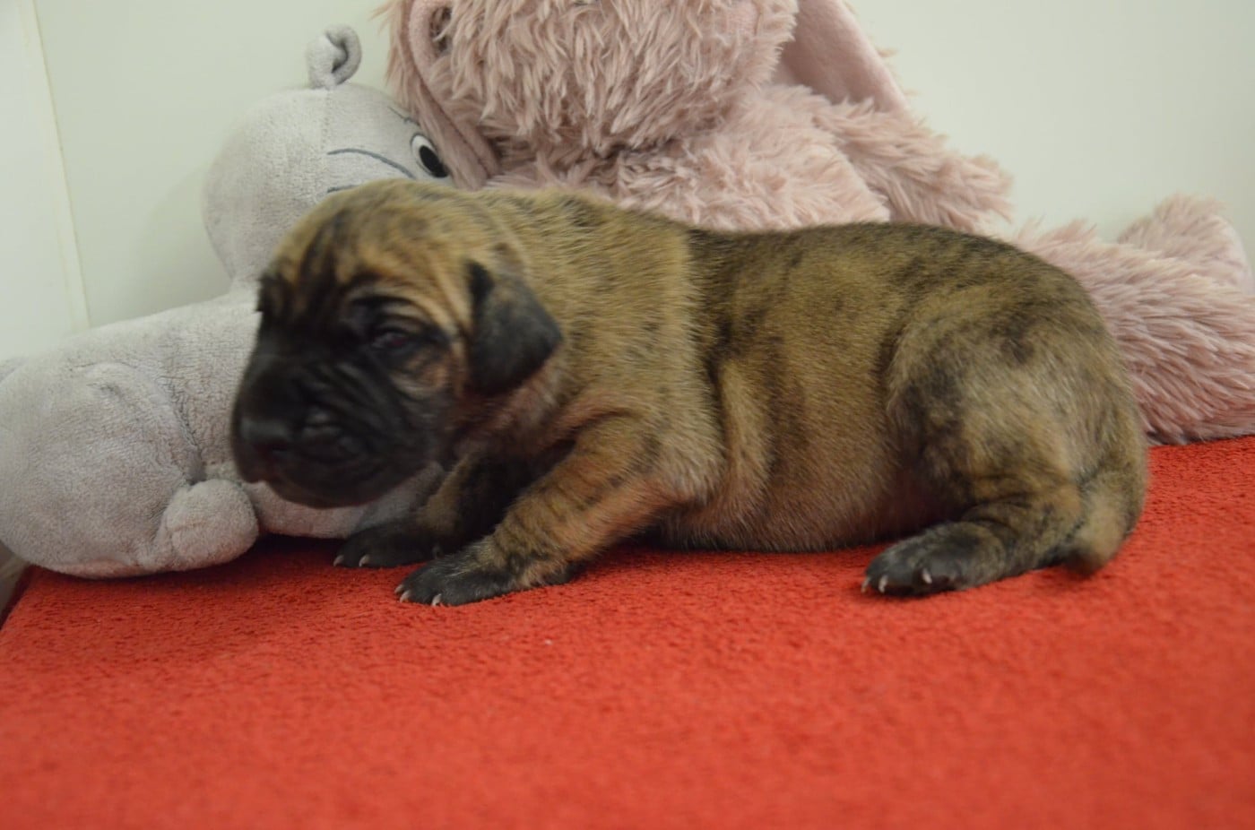 BAMBI