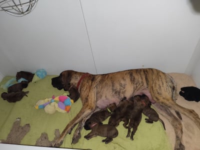 Les chiots de Dogue allemand