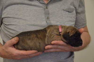 Les chiots de Dogue allemand