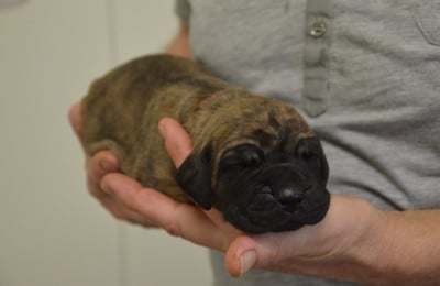 Les chiots de Dogue allemand