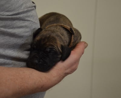 Les chiots de Dogue allemand