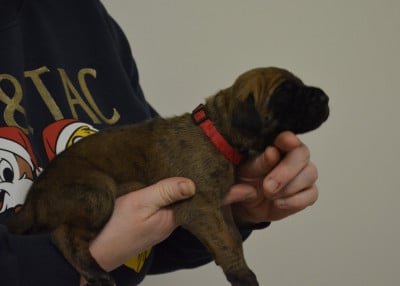 Les chiots de Dogue allemand