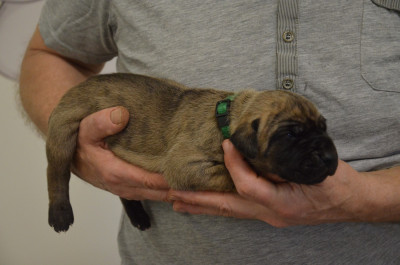 Les chiots de Dogue allemand