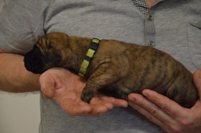 Les chiots de Dogue allemand