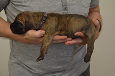 Les chiots de Dogue allemand