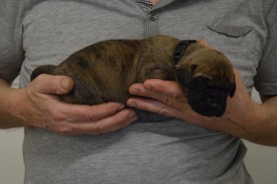 Les chiots de Dogue allemand