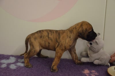 Les chiots de Dogue allemand