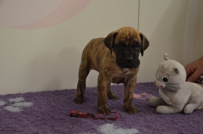 Les chiots de Dogue allemand