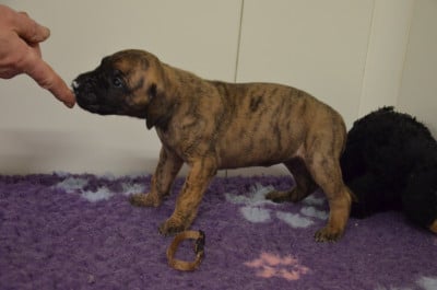 Les chiots de Dogue allemand