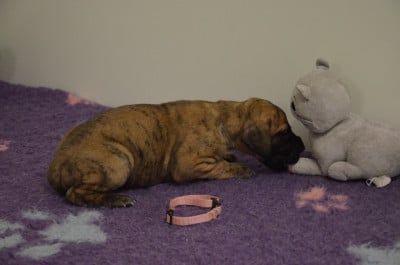 Les chiots de Dogue allemand