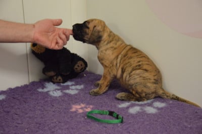 Les chiots de Dogue allemand