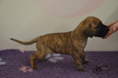 Les chiots de Dogue allemand