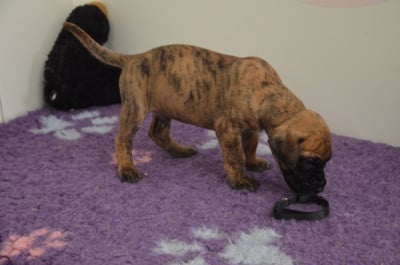 Les chiots de Dogue allemand