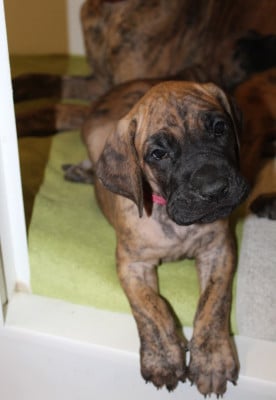 Les chiots de Dogue allemand