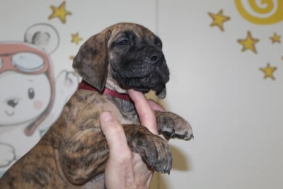 Les chiots de Dogue allemand