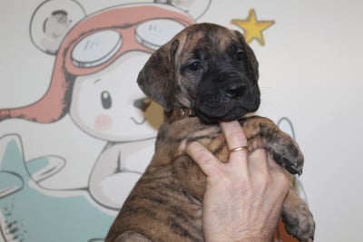 Les chiots de Dogue allemand