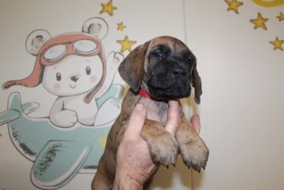 Les chiots de Dogue allemand