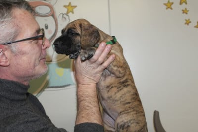 Les chiots de Dogue allemand