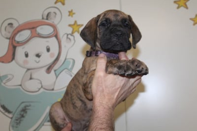 Les chiots de Dogue allemand