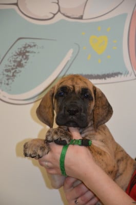 Les chiots de Dogue allemand